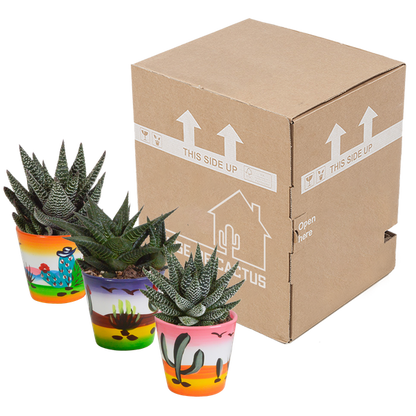 Gasteria/Haworthia mix 8,5cm - 3x - in Mexicaanse pot