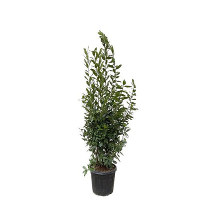 Lauraceae - Laurus Nobilis struik