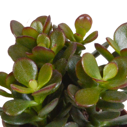 Crassula mix 8.5 cm - 3x - in terracotta pot