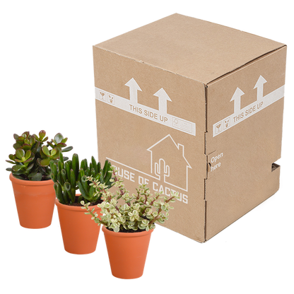 Crassula mix 8.5 cm - 3x - in terracotta pot