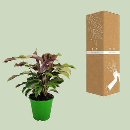 Calathea Yellow Fusion Ø14cm - ↕40cm