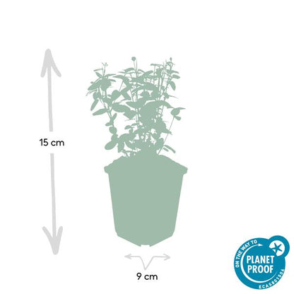 Euonymus fortunei radicans - ↕10-25cm - Ø9cm - 6x