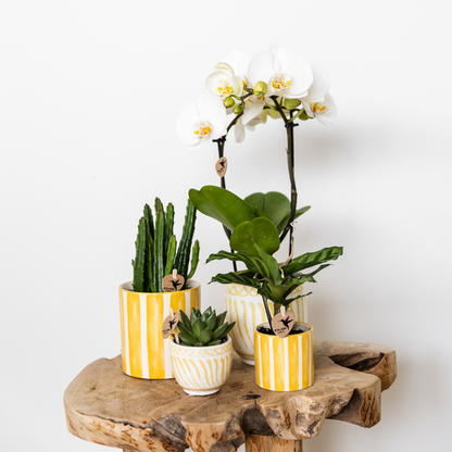 Painted stripe yellow 6 cm