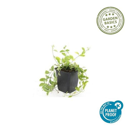 Vinca minor &