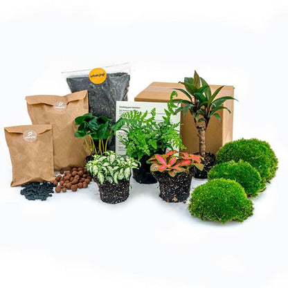 Planten terrarium pakket - Jungle 5 - Coffea - Varen - Palm - 2x Fittonia - Navulling &amp; Startpakket- DIY