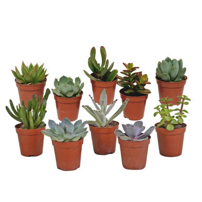 Vetplanten mix 5.5 cm - 10x - zonder pot