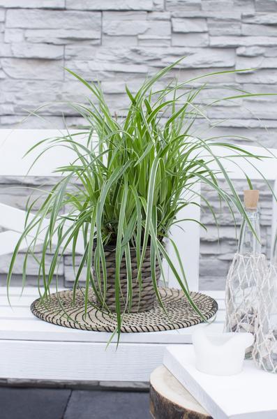 Carex morrowii &