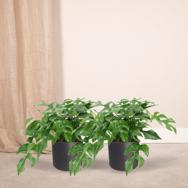Monstera Minima - (Swiss cheese plant) - 2 pieces - Ø15cm - ↕30cm