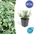 Euonymus &