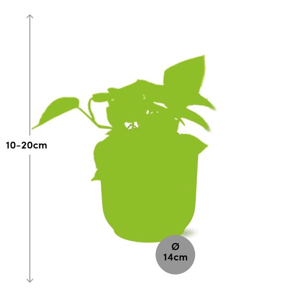 Epipremnum Pinnatum &