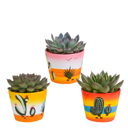 Echeveria mix 10.5 cm - 3x - in Mexicaanse pot