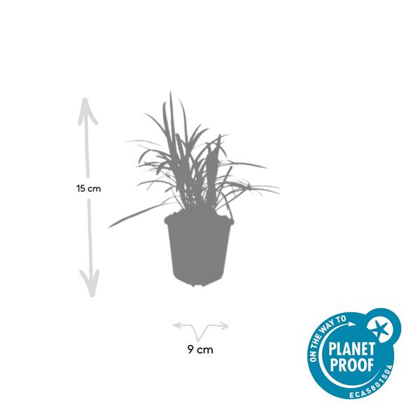 Liriope muscari &