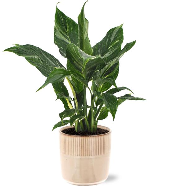 Spathiphyllum Diamond - Ø12cm - ↕40cm + Terni Pot D13,5x13cm - Roze