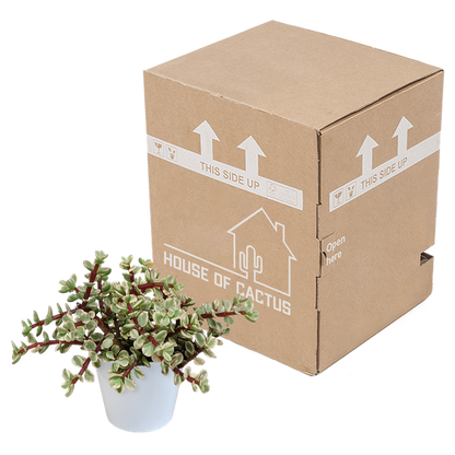 Portulacaria afra Variegata 10,5cm - in witte pot