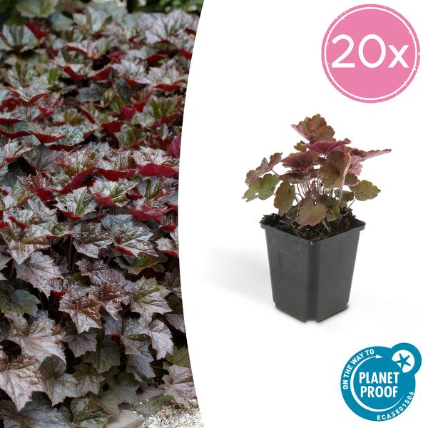 Heuchera mic. &