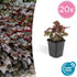 Heuchera mic. &