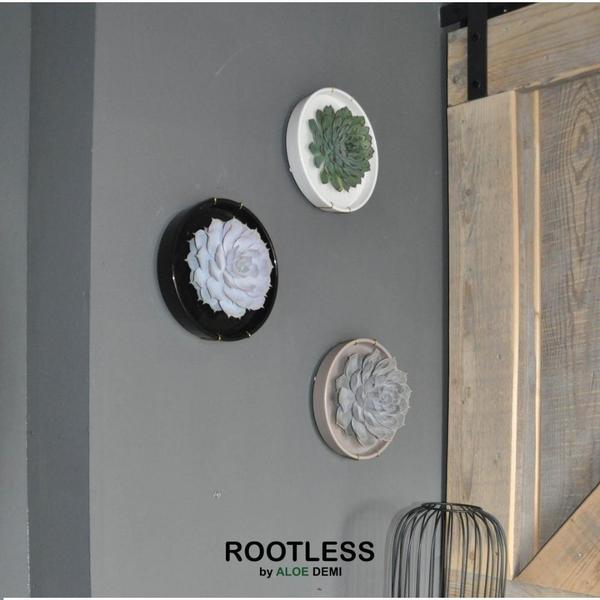 ROOTLESS Succulent Echeveria Lilacina in schaal &