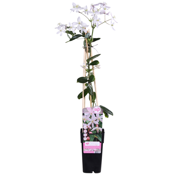 Clematis armandii Apple Blossom - Groenblijvende Clematis Lichtroze - Ø15cm - ↕65cm