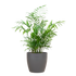 Chamadorea Elegans met Viber grijs - 55cm - Ø17