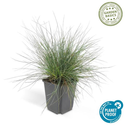 Festuca glauca &