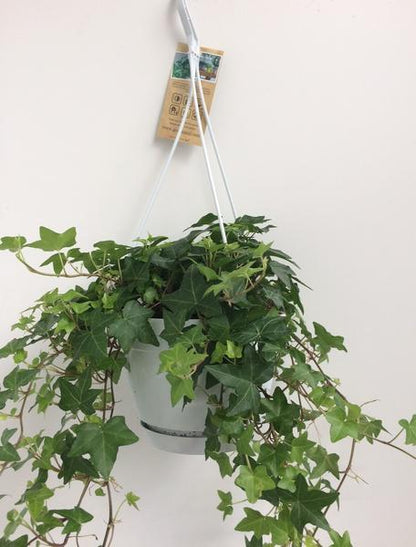 Hedera Helix Green - Hanging Pot White / Basic - Ø17cm - ↕cm