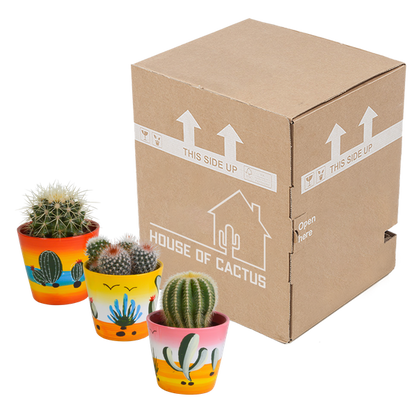 Bolcactus mix 8,5 cm | 3 stuks - in Mexicaanse pot