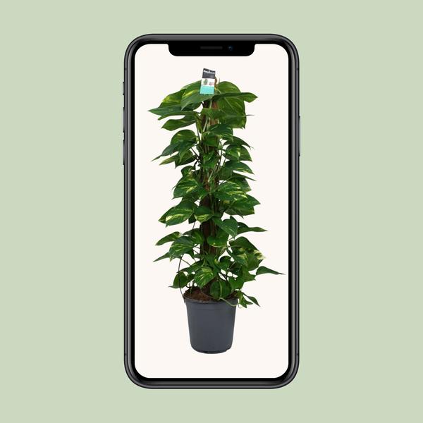 Scindapsus (Epipremnum) - Ø24cm - ↕120cm