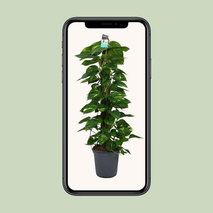 Scindapsus (Epipremnum) - Ø24cm - ↕120cm