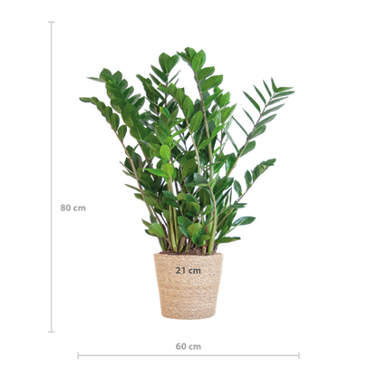 Zamioculcas Zamiifolia met Sofia mand naturel  - 80cm - Ø21
