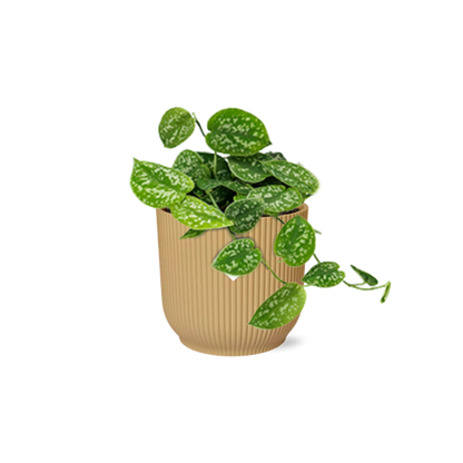 Scindapsus Pictus ‘Argyraeus’ in ELHO Vibes Fold 14cm geel