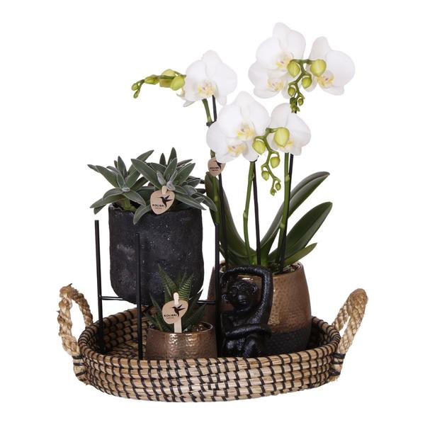 Home Hub Plantenset met Phalaenopsis, Orchidee, Succulenten en keramieken sierpotten