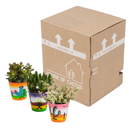 Crassula mix 8.5 cm - 3x - in Mexicaanse pot