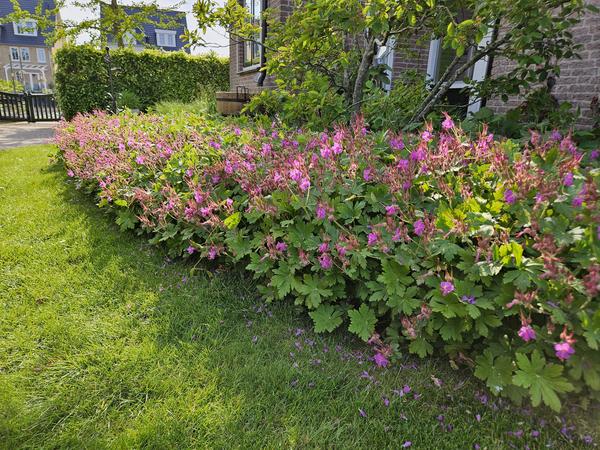 Geranium macrorrhizum