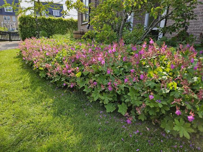 Geranium macrorrhizum