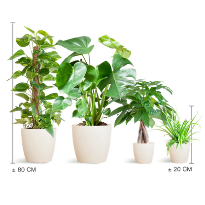 Easy care Plantenbox  4 sterke kamerplanten met vibers pot