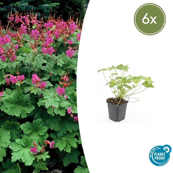 Geranium macr. &