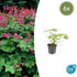 Geranium macr. &