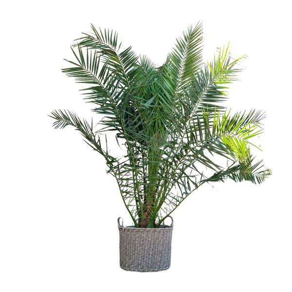 Phoenix Canariensis – 300 cm – ø40