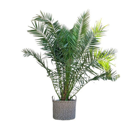 Phoenix Canariensis – 300 cm – ø40