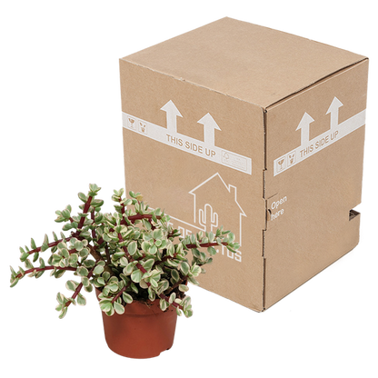 Portulacaria afra Variegata 10,5cm - zonder pot