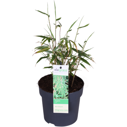 Fargesia rufa - Niet woekerende bamboe - Ø29cm - ↕80cm - Ø14 - ↨40cm