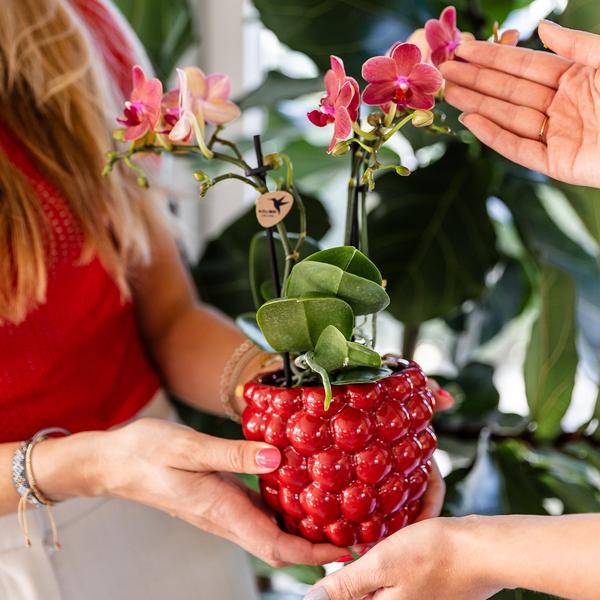Berry pot 9 cm