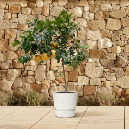 Zitrus Pompelmo - 150 cm - ø40