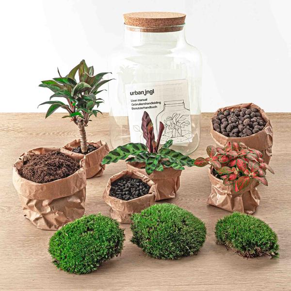 Milky Palm terrarium