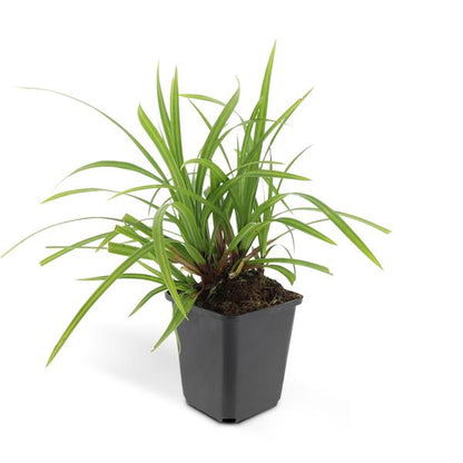 Carex morrowii &