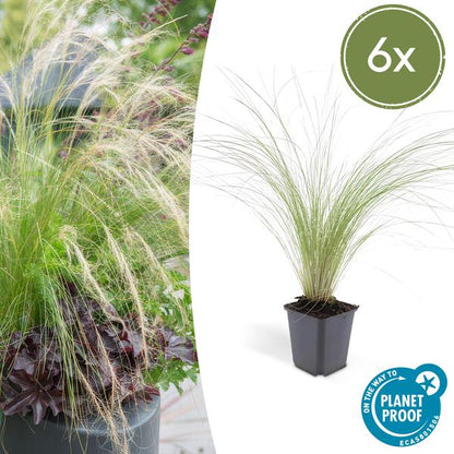 Stipa tenuissima &