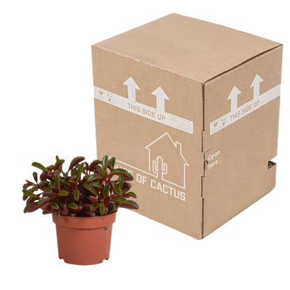 Peperomia graveolens - zonder pot