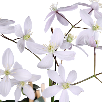 Clematis armandii Apple Blossom - Groenblijvende Clematis Lichtroze - Ø15cm - ↕65cm