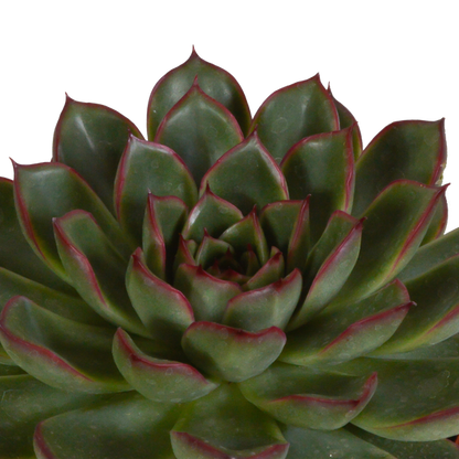 Echeveria mix 10.5 cm - 3x - zonder pot