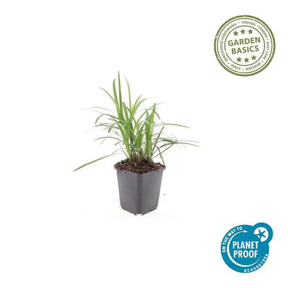 Liriope muscari &